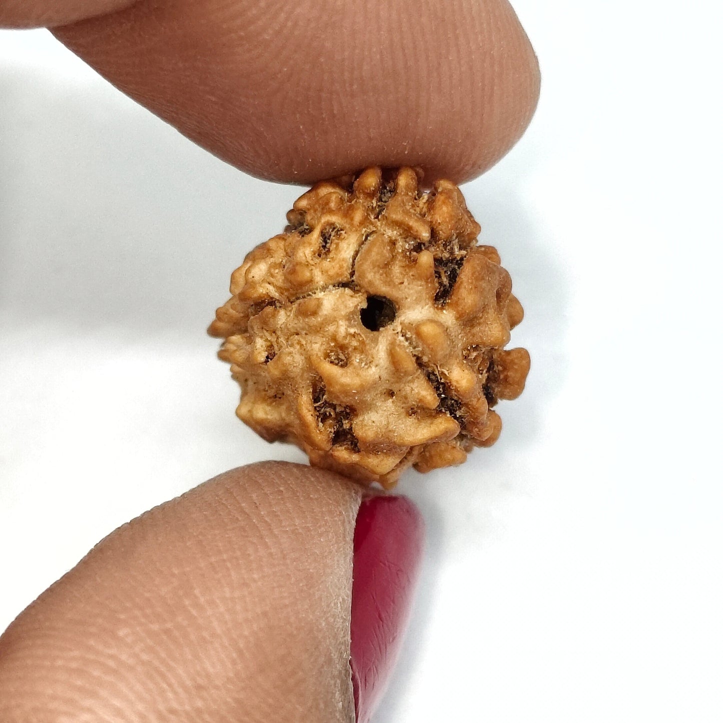3 Mukhi Rudraksha | Nepal Origin | Big Size