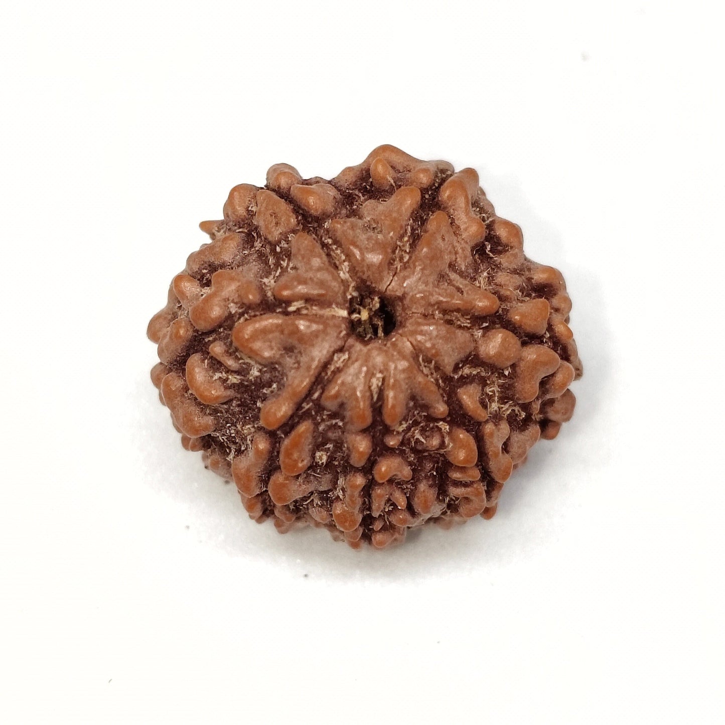 7 Mukhi Rudraksha | Nepal Origin | Big Size