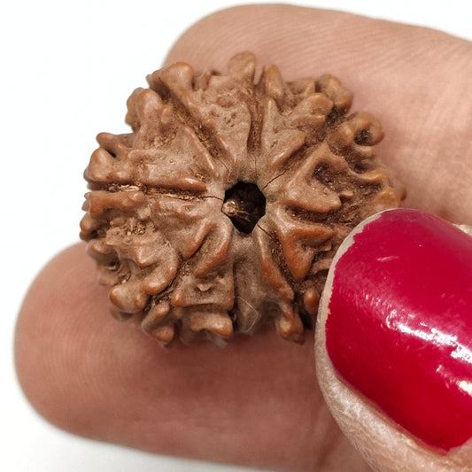 8 Mukhi Rudraksha | Nepal Origin | Big Size