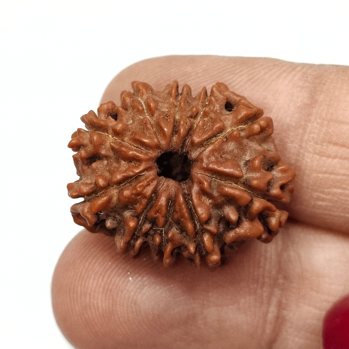 10 Mukhi Rudraksha | Nepal Origin | Big Size