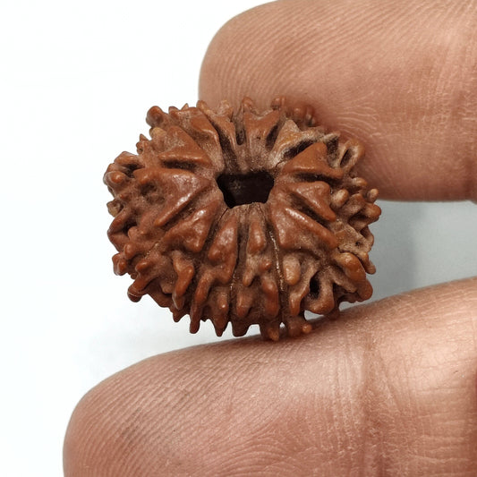 12 Mukhi Rudraksha | Nepal Origin | Big Size