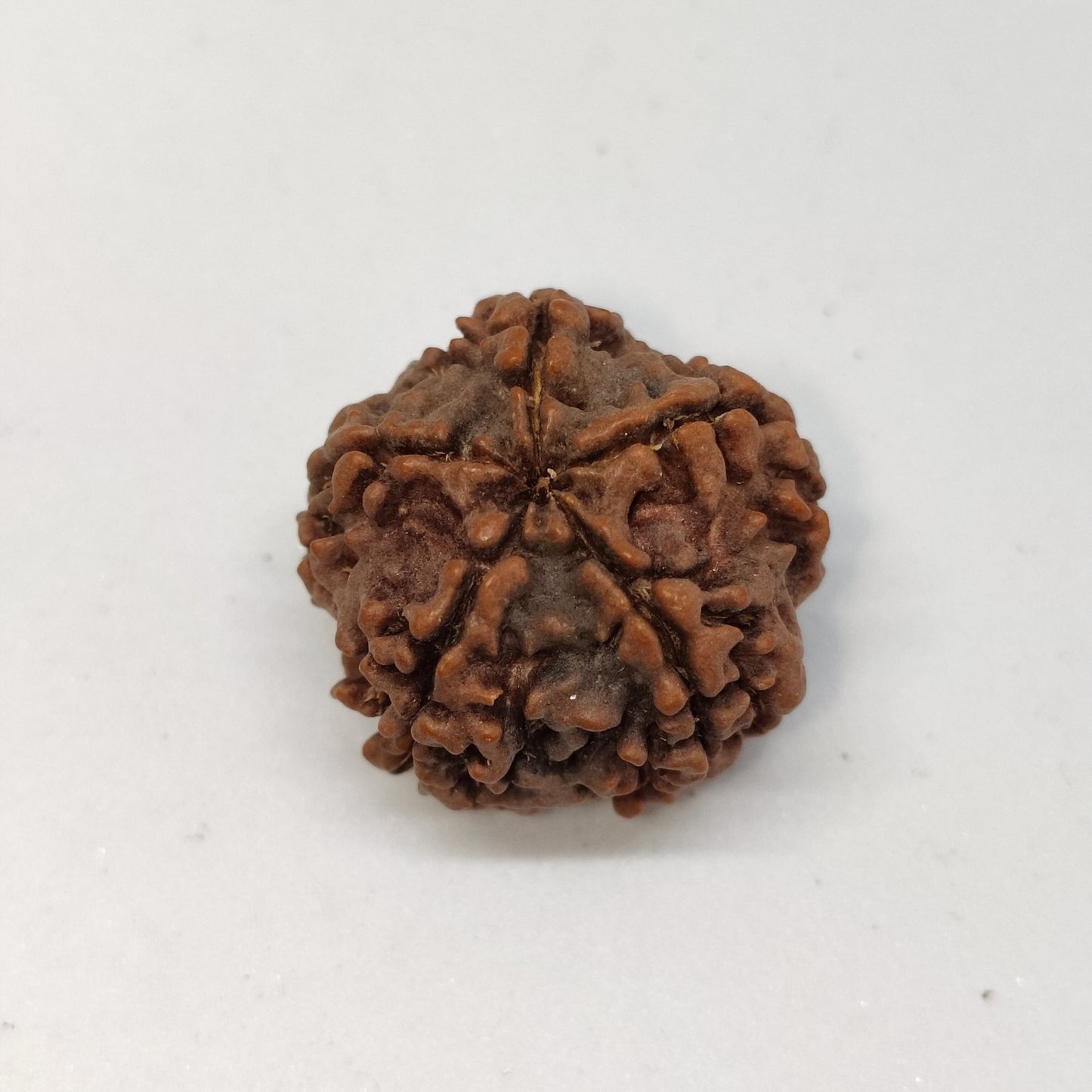 5 Mukhi Rudraksha | Nepal Origin | Big Size