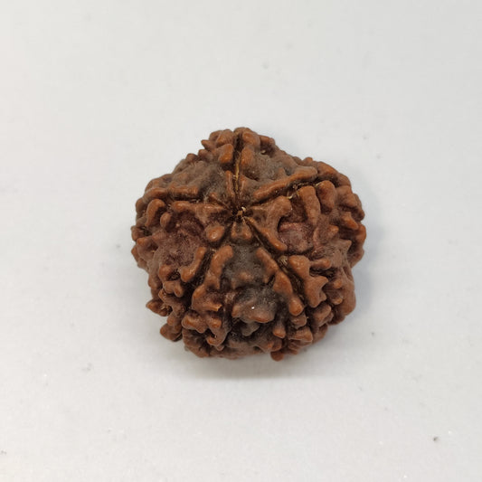 5 Mukhi Rudraksha | Nepal Origin | Big Size