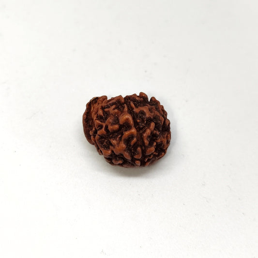 Ganesh Rudraksha | Nepal Origin | Big Size