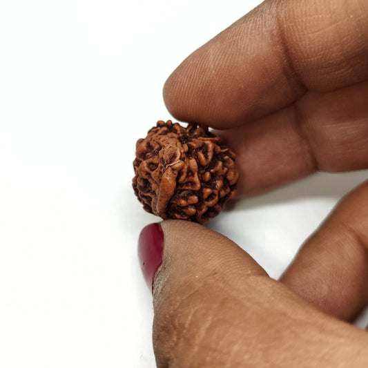 Ganesh Rudraksha | Nepal Origin | Big Size