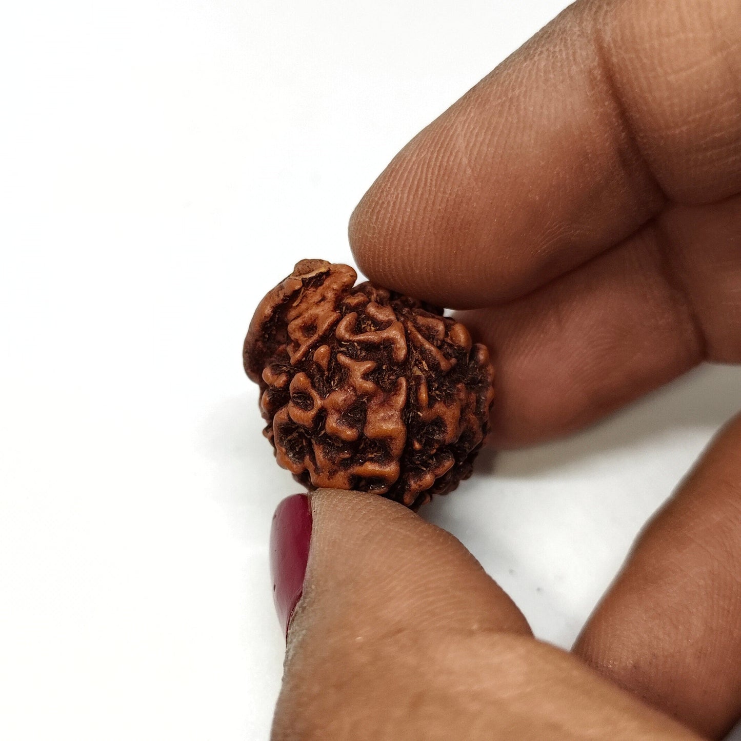 Ganesh Rudraksha | Nepal Origin | Big Size