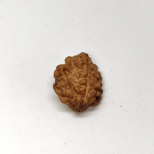 2 Mukhi Rudraksha | Nepal Origin | Big Size