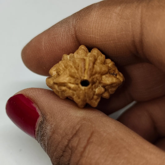 2 Mukhi Rudraksha | Nepal Origin | Big Size