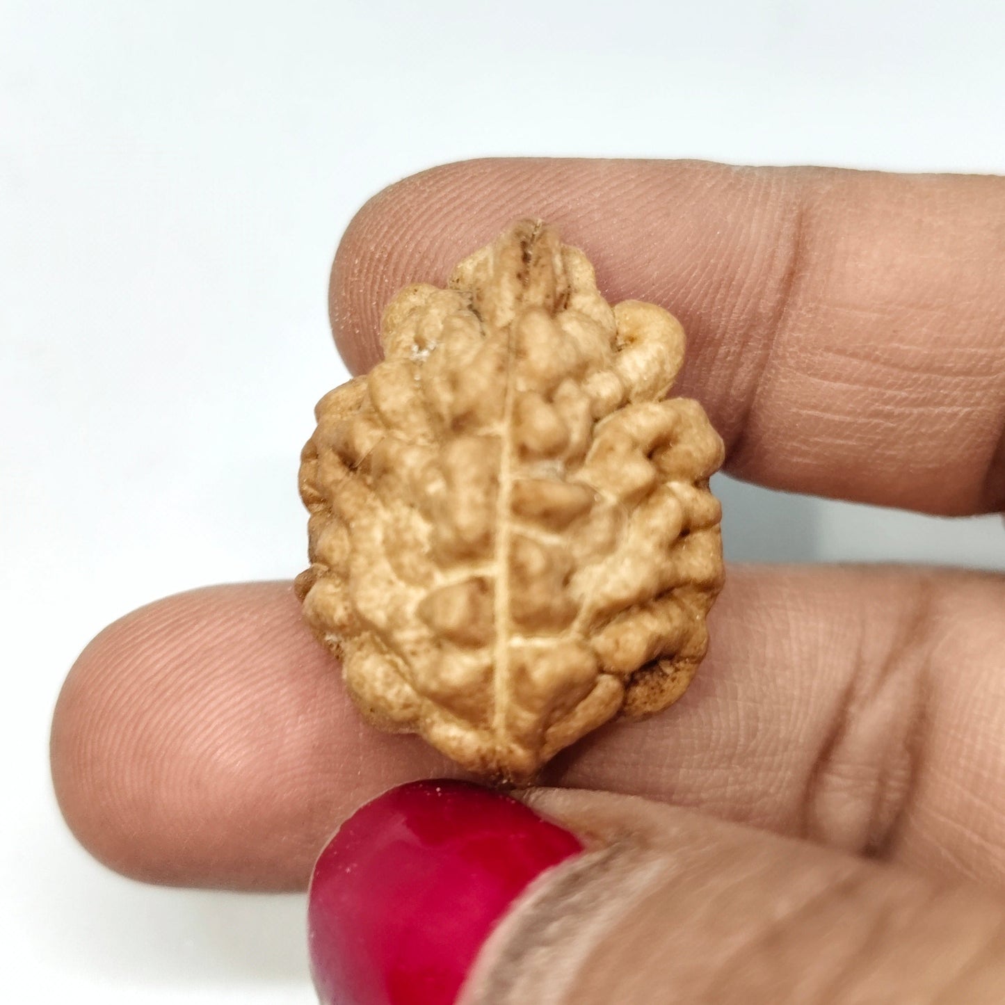 2 Mukhi Rudraksha | Nepal Origin | Big Size