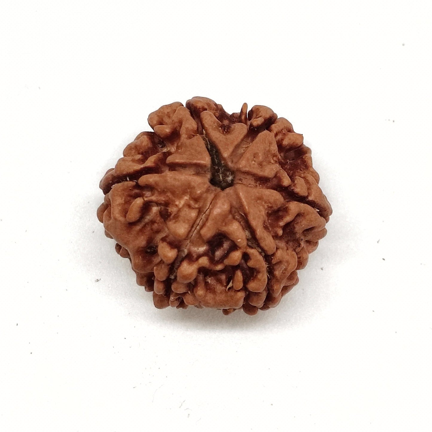 6 Mukhi Rudraksha | Nepal Origin | Big Size