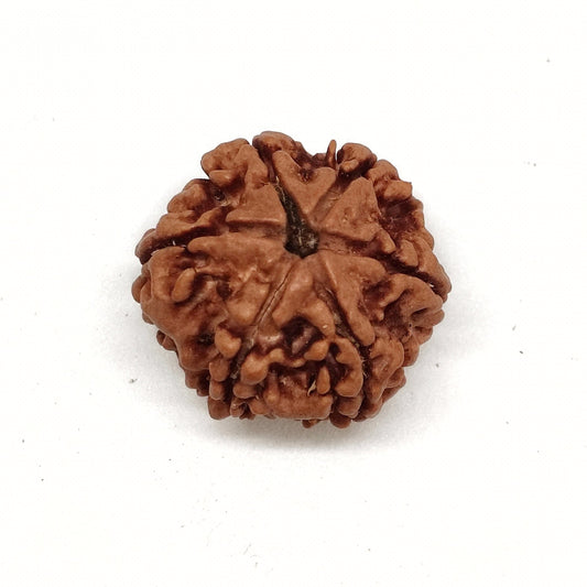 6 Mukhi Rudraksha | Nepal Origin | Big Size
