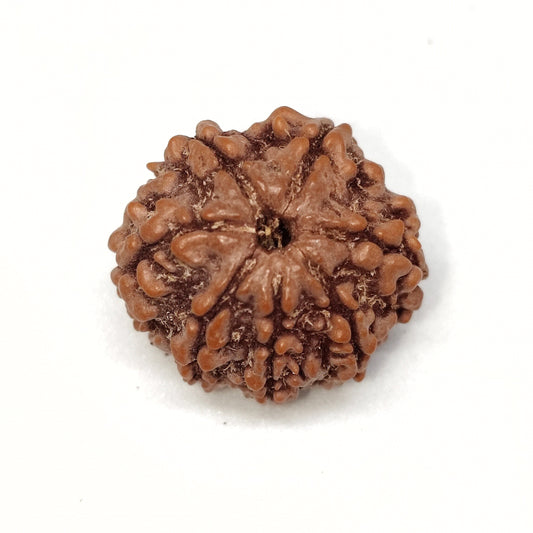 7 Mukhi Rudraksha | Nepal Origin | Big Size