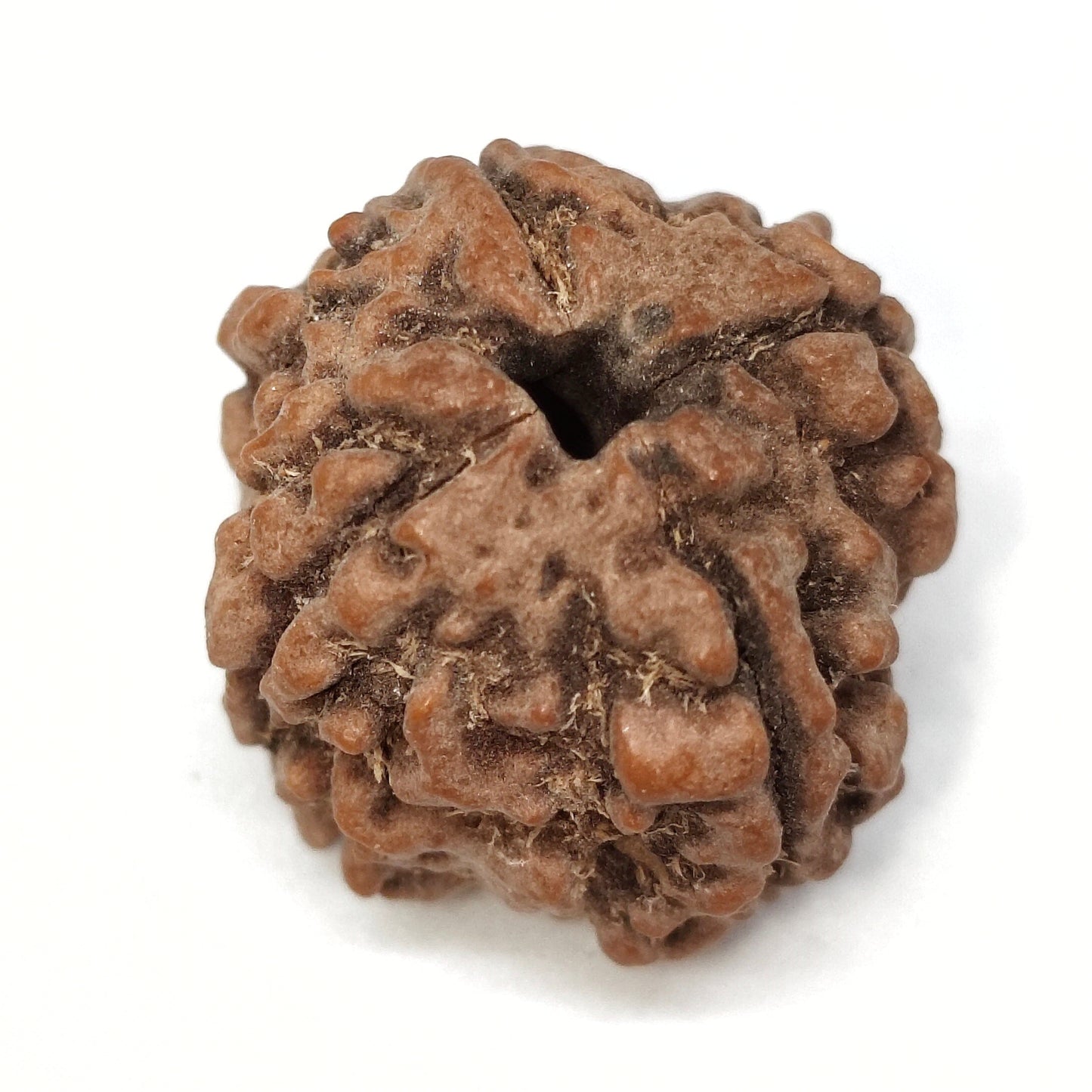 4 Mukhi Rudraksha | Nepal Origin | Big Size