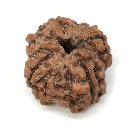 4 Mukhi Rudraksha | Nepal Origin | Big Size