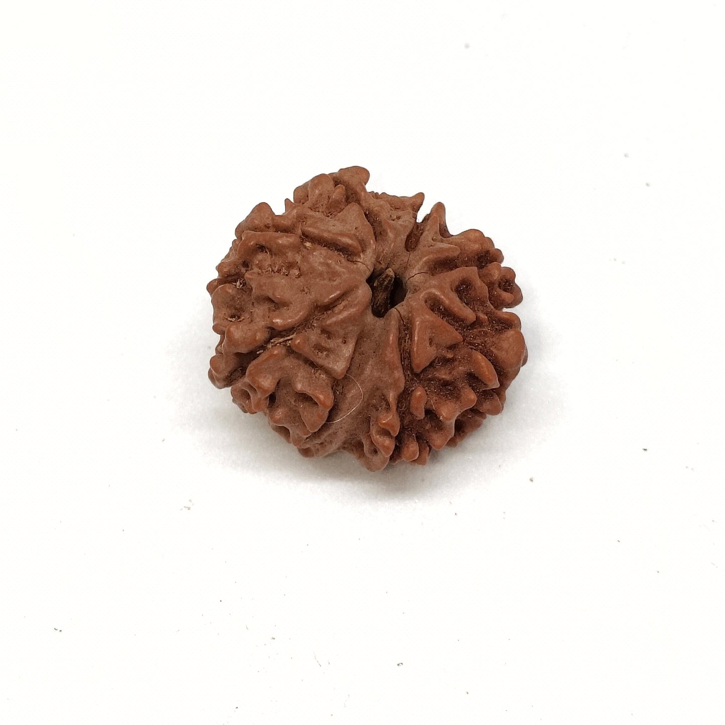 8 Mukhi Rudraksha | Nepal Origin | Big Size
