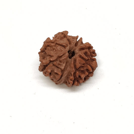 8 Mukhi Rudraksha | Nepal Origin | Big Size