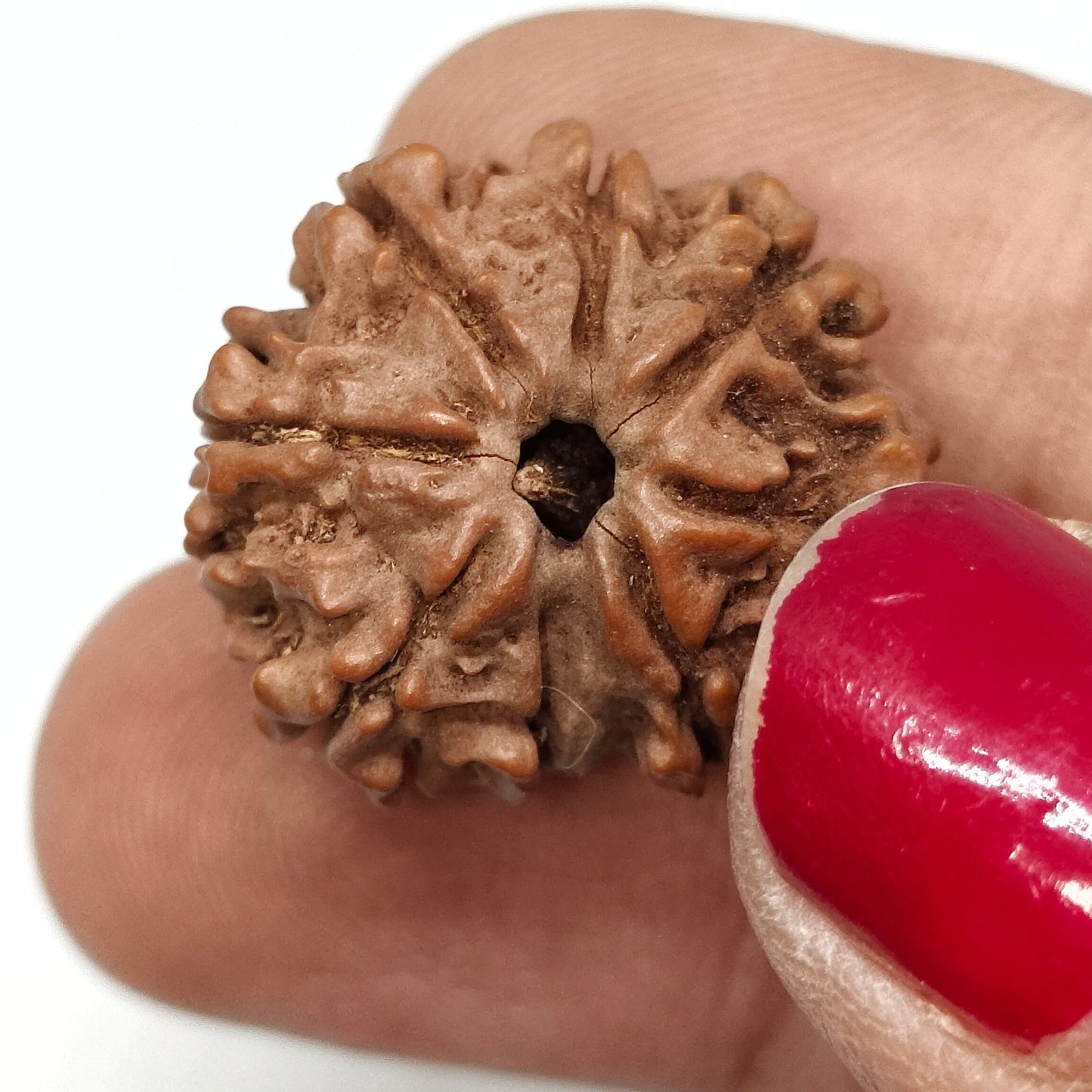 8 Mukhi Rudraksha | Nepal Origin | Big Size