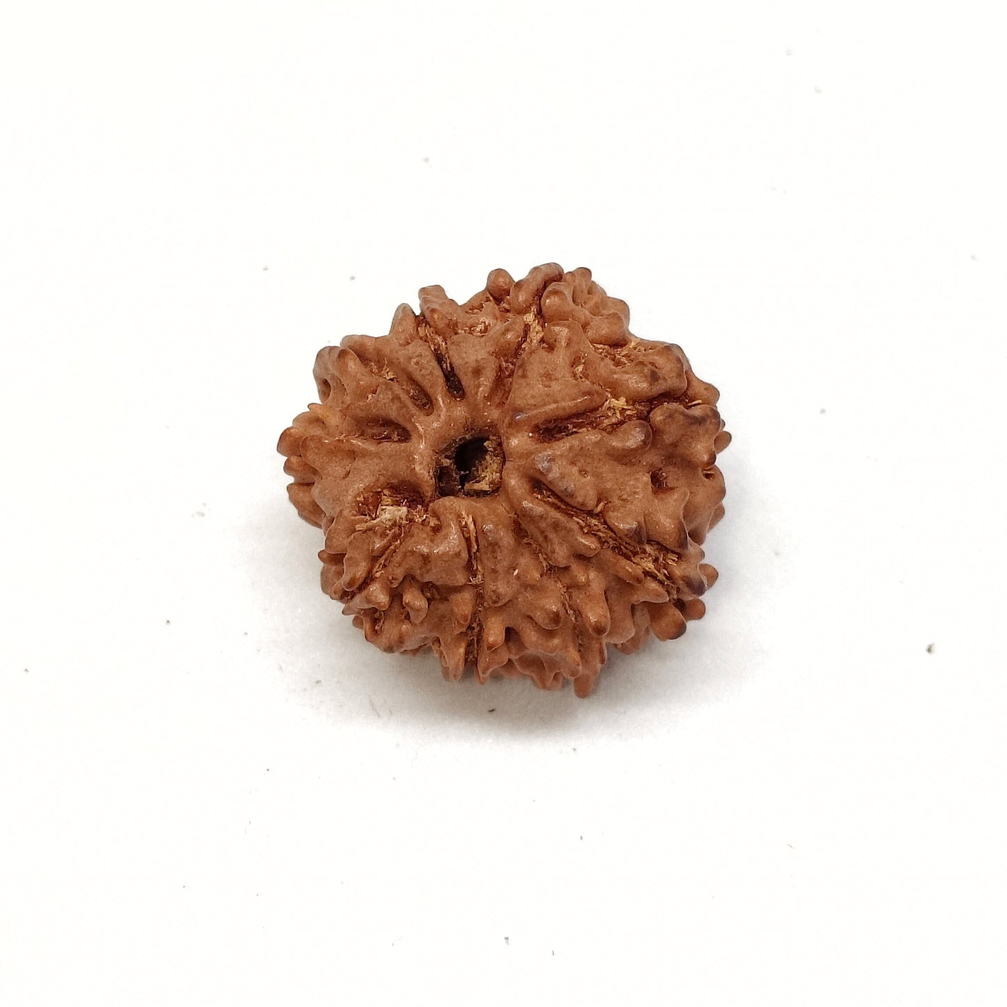 9 Mukhi Rudraksha | Nepal Origin | Big Size