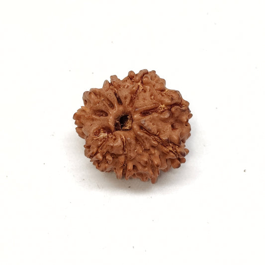 9 Mukhi Rudraksha | Nepal Origin | Big Size