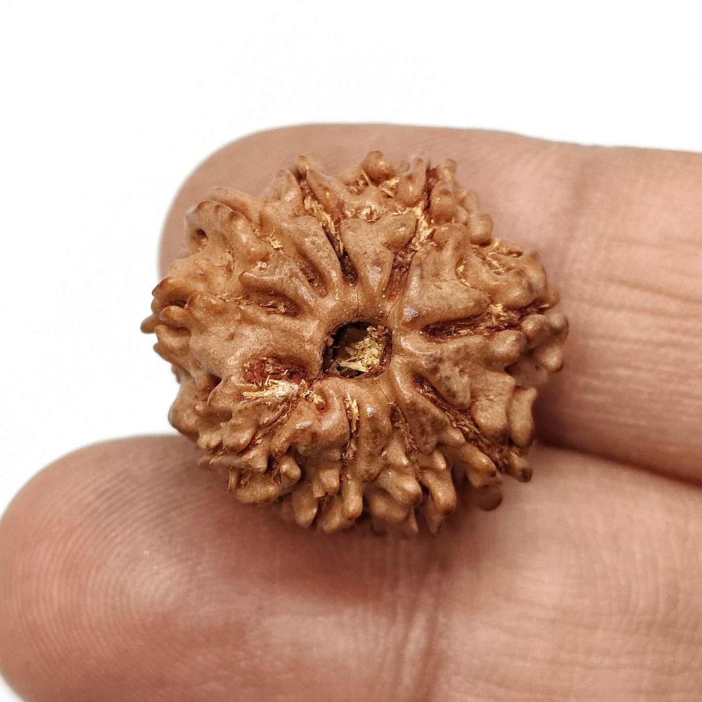 9 Mukhi Rudraksha | Nepal Origin | Big Size
