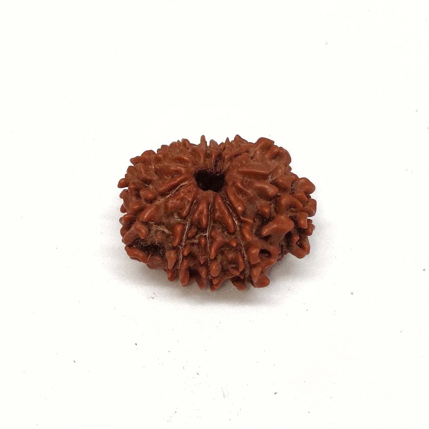 10 Mukhi Rudraksha | Nepal Origin | Big Size