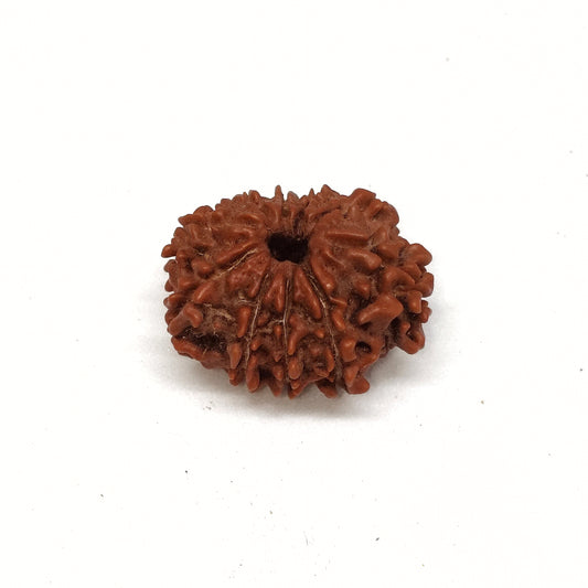 10 Mukhi Rudraksha | Nepal Origin | Big Size