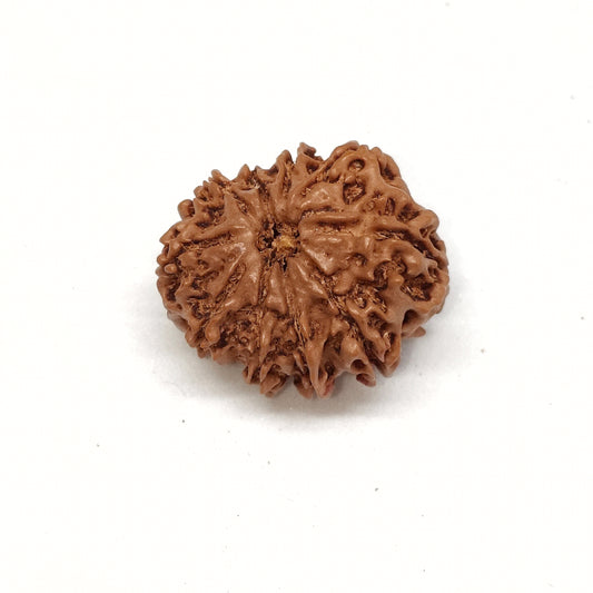 11 Mukhi Rudraksha | Nepal Origin | Big Size