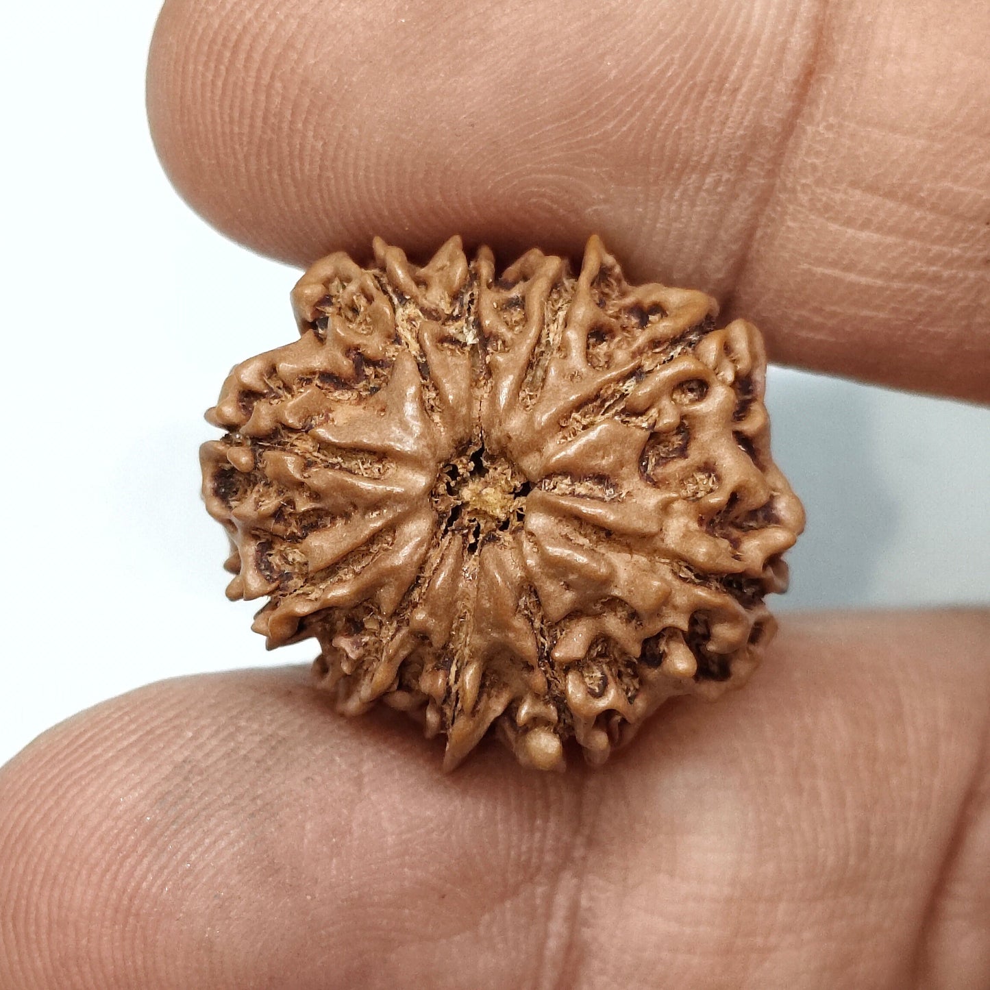 11 Mukhi Rudraksha | Nepal Origin | Big Size