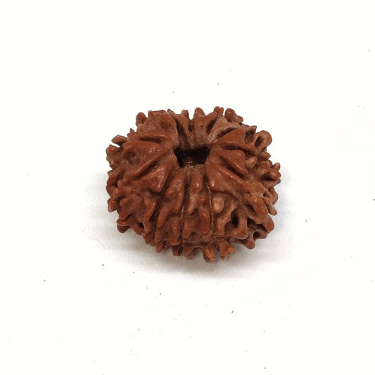 13 Mukhi Rudraksha | Nepal Origin | Big Size
